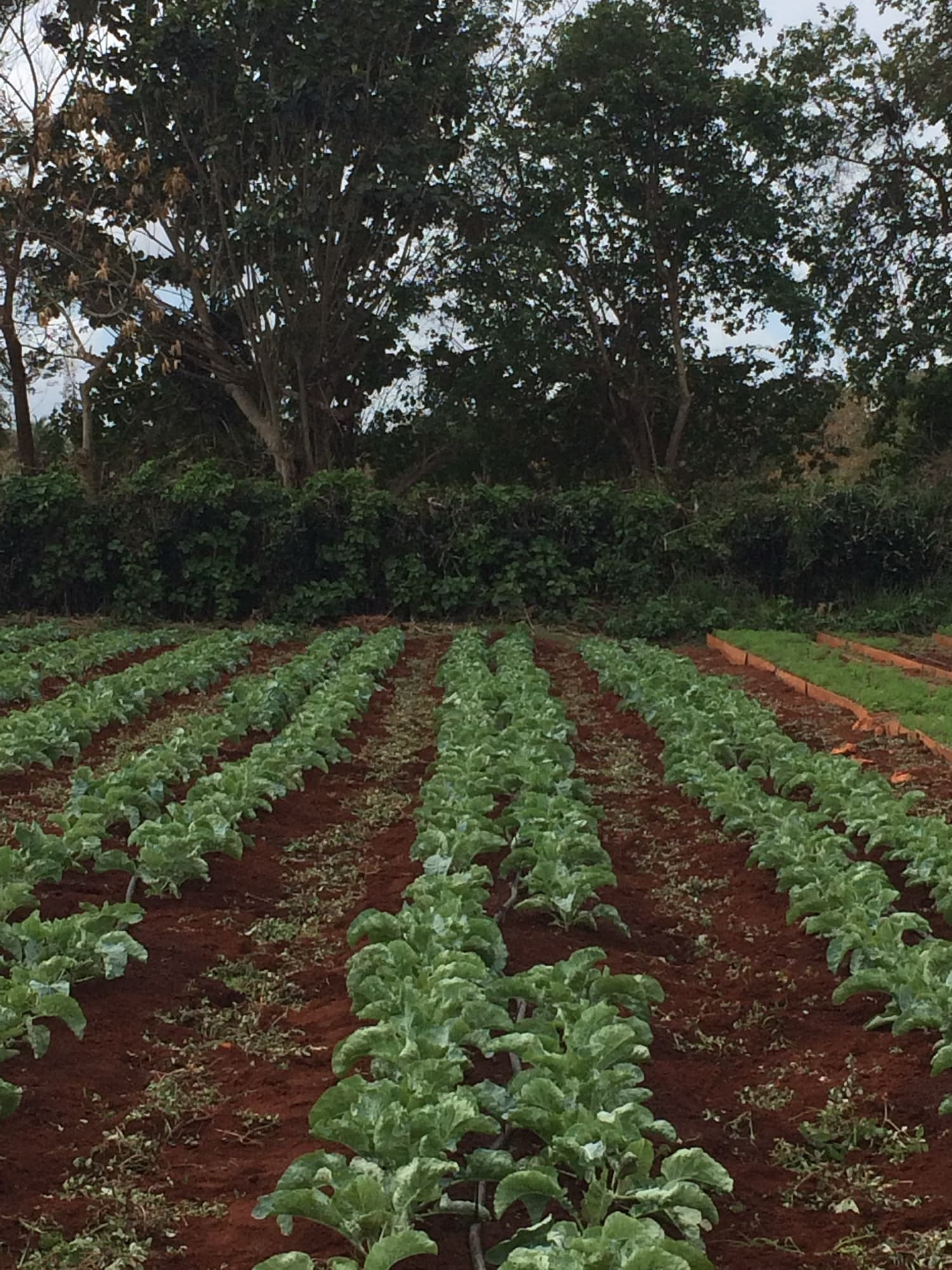 Rows of crops growing at an urban training farm