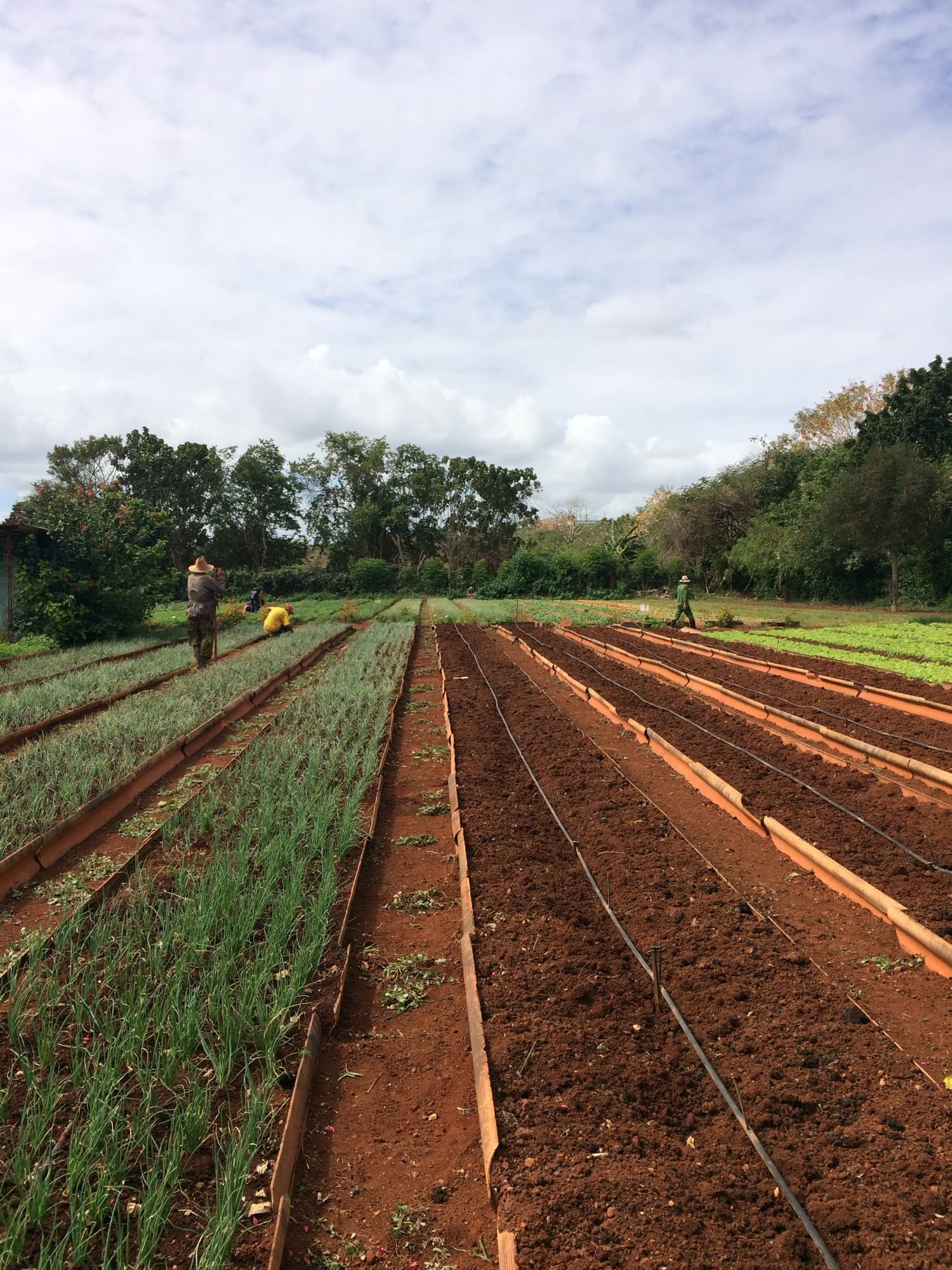 Raised garden beds at an organic urban farm